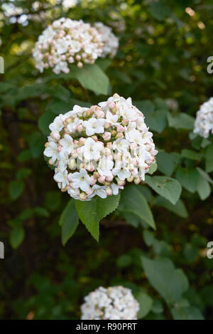 Viburnum carlcephalum Zweig mit Blume Stockfoto