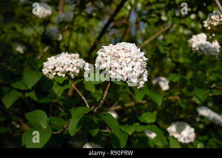 Viburnum carlcephalum Zweig mit Blume Stockfoto