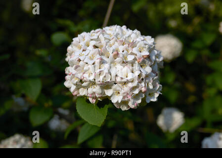 Viburnum carlcephalum Zweig mit Blume Stockfoto