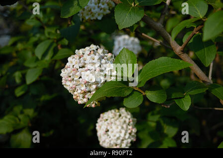 Viburnum carlcephalum Zweig mit Blume Stockfoto