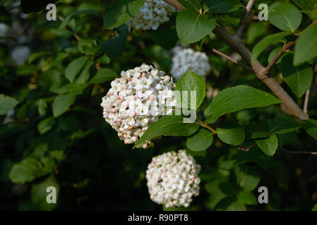 Viburnum carlcephalum Zweig mit Blume Stockfoto