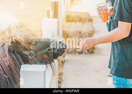 Junge Fütterung Pferd in seiner Farm durch einen weißen Holzzaun. Stockfoto