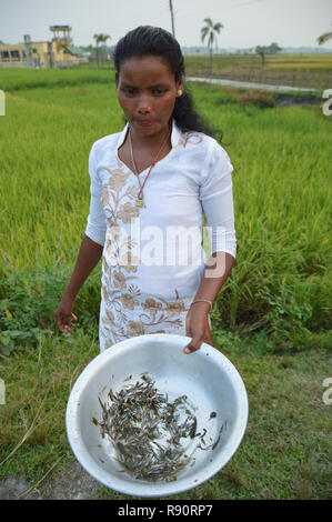 Die adivasi Frau zeigt die gefangen Fische durch Bambus fischfalle von unten einen Kanal an Mangalbari bustee, Chalsa in Jalpaiguri Bezirk Stockfoto