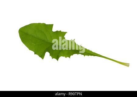Freenas erklärt Löwenzahnblatt auf weißem Hintergrund Stockfoto