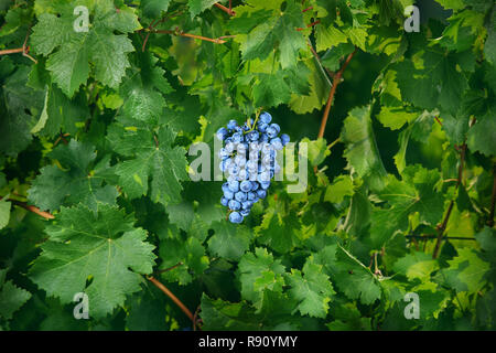 Bündel von blauen Trauben in grüne Blätter Hintergrund hängenden Stockfoto