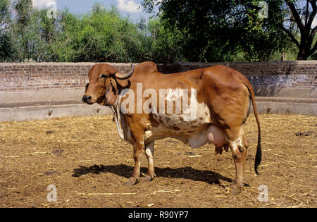 Gir Kuh, der Stolz von saurashtra, Gujarat, Indien Stockfoto