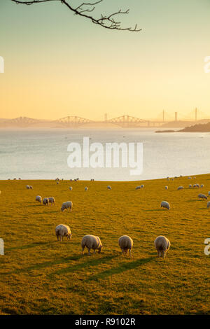 Auf der Suche über einen Bauern Feld mit Schafen, die Forth Bridges, Fife, Schottland. Stockfoto