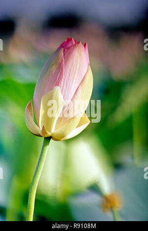 Bud von Lotos (Nelumbo nucifera), Rosa Wasser Lilly Lilien, panvel, Maharashtra, Indien Stockfoto