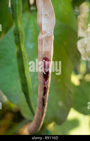 Adzuki Bohnen wachsen in den Pod im Garten Stockfoto