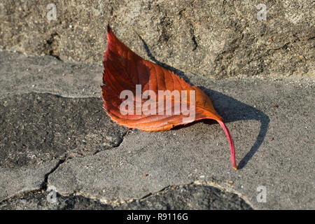 Gefallenen single Herbst Blätter aus dem Buche auf dem Weg Stockfoto