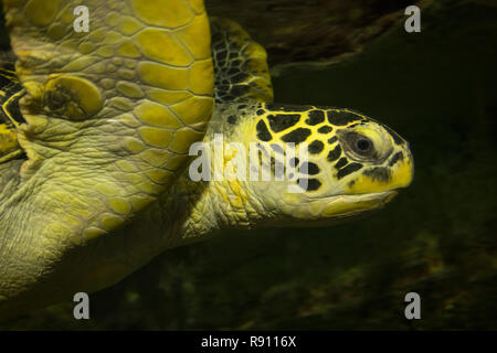 Nahaufnahme der Kopf einer Schwimmen grüne Schildkröte unter Wasser Stockfoto