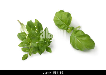 Frische Zweig des Ocimum Basilicum und Piccolino isoliert auf weißem Hintergrund Stockfoto