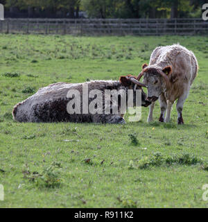 Vollblut Englisch Longhorn Rinder, hier in der Grafschaft Oxfordshire in England gesehen. Stockfoto