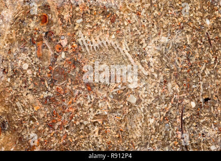 Fossile abschnitt, Kalkstein. Die Fossilien in diesen Felsen der makroskopischen und mikroskopischen Größe sein können. Stockfoto