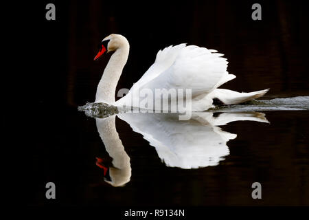 Höckerschwan (Cygnus olor), ist das Schwimmen in der Rasse Saison, Tierwelt, Deutschland, Stockfoto