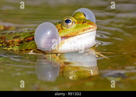 Gemeinsame wasser Frosch (Rana kl. esculenta) Schwimmen in einem Teich mit Sound Bubble, Tierwelt, Deutschland Stockfoto