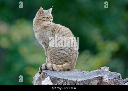 Gemeinsame Wildkatze (Felis silvestris), Captive, Stockfoto