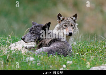 Östlichen Timber Wolf (Canis lupus lycaon) stehen auf einer Wiese, Captive Stockfoto