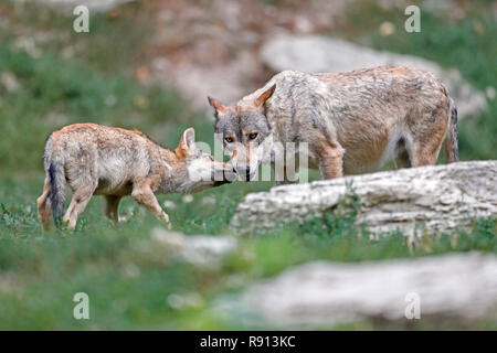 Timber Wolf (Canis lupus lycaon), Welpe, Captive Stockfoto