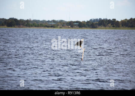 Der Weißkopfseeadler, Lake Tohopekaliga, Florida, USA Stockfoto