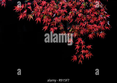 Rote Ahornblätter hinteren Hintergrund Stockfoto