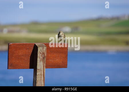 Skara Brae Orkney Island prähistorischen Dorfes Stockfoto