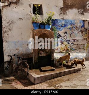 Hunde Stockfoto