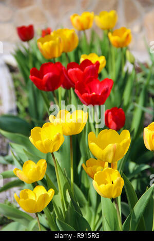 Tulpen gelb und rot auf Blume - Bett im April. Rote und gelbe Tulpen im Park gepflanzt. Frühling Garten. Bunte Tulpen im Beet. Landschaft Desig Stockfoto