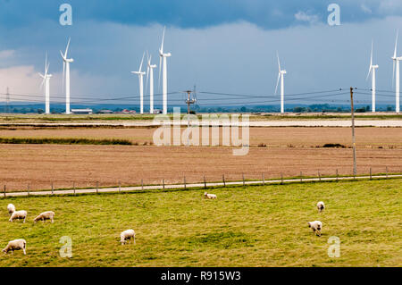 Schafe und Windkraftanlagen der Little Cheyne Court Windpark auf Romney Marsh mit dunklen Himmel vor einem Sturm. Stockfoto