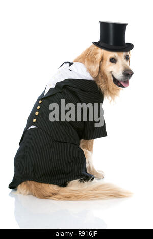 Hund mit Anzug isoliert auf weißem Stockfoto