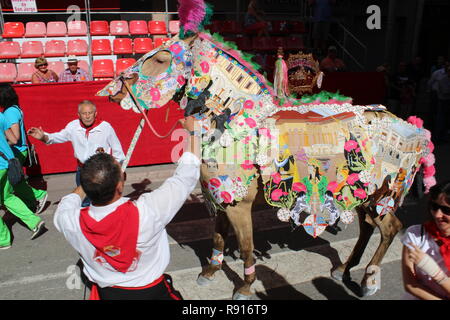 Der Mann mit der Aufzucht von Pferd in bestickten Kostüm in die Parade in Los Caballos Del Vino Caravaca de la Cruz. Die Stickerei wird verwendet, um das Kostüm zu machen Stockfoto