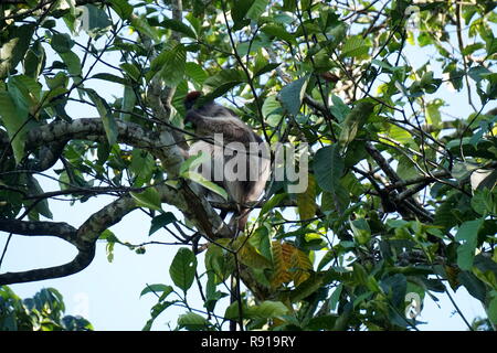 Bigodi Feuchtgebiete commuinty-led Wildlife Reserve, Uganda Stockfoto