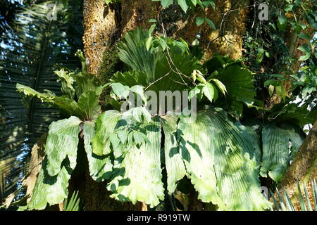 Elephant ear Epiphyt Pflanze, Pfütze, in Bigodi Feuchtgebiete elephantotis commuinty-led Wildlife Reserve, Kibale National, Park Uganda Stockfoto