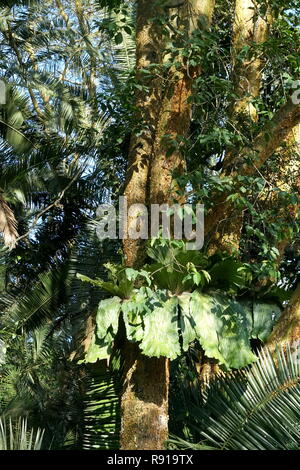 Elephant ear Epiphyt Pflanze, Pfütze, in Bigodi Feuchtgebiete elephantotis commuinty-led Wildlife Reserve, Kibale National, Park Uganda Stockfoto