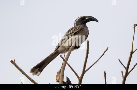 African Grey Nashornvogel (Lophoceros nasutus) Stockfoto