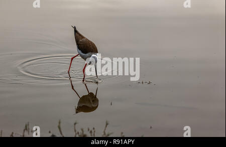 Schwarz - geflügelte Stelzenläufer, Ranthambore, Indien Stockfoto