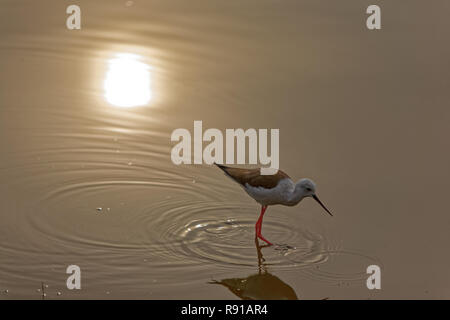 Schwarz - geflügelte Stelzenläufer, Ranthambore, Indien Stockfoto