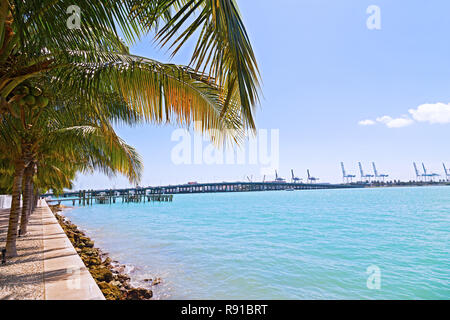 Palmen in einer Reihe mit symmetrischen Schatten entlang der Wasserstraße in Miami Beach, Florida, USA. Tag Schatten der Kokospalmen am Wasser weg. Stockfoto