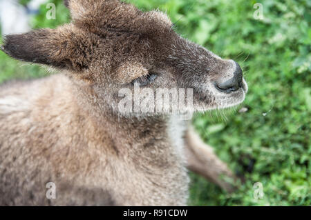 Junge kängurus fotografiert auf einer Farm in Iowa. Stockfoto