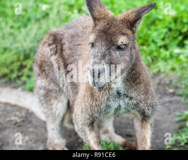 Junge kängurus fotografiert auf einer Farm in Iowa. Stockfoto