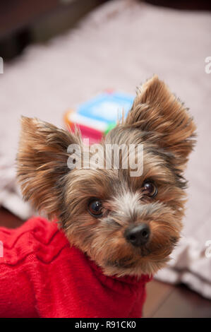 Yorkshire Terrier rot pullover Stockfoto