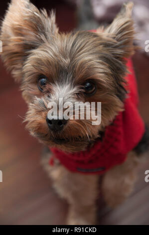 Yorkshire Terrier rot pullover Stockfoto