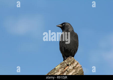 Dohle thront auf einem Baumstamm mit blauen Hintergrund. Stockfoto