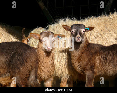 Zwei Drent Heide Lämmer, vor Mutter Schaf stehend. Drents heideschaap. Lamm. Stockfoto