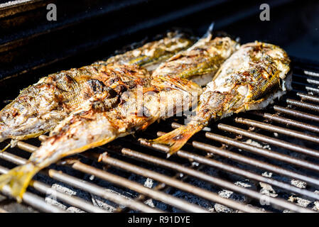 Grillen Fisch auf einem BBQ Grill über glühende Kohle. Vorbereiten und braten Salema porgy, Sarpa salpa oder dorade Fisch auf einem Grill in einem bbq firepla Stockfoto