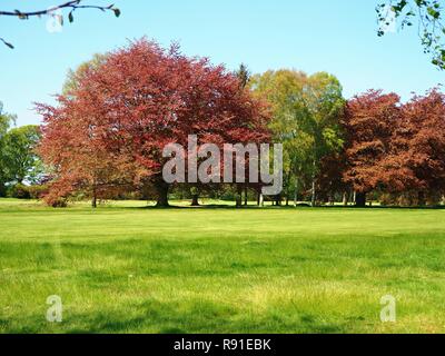 Kupfer und Silber buche Birke Bäume in eine grüne Wiese mit einem blauen Himmel Stockfoto