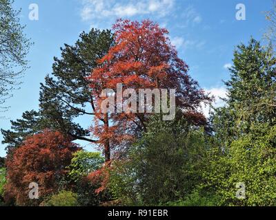 Bunte Bäume in einem Park mit einem Copper Beech Tree mit einem blauen Himmel Stockfoto