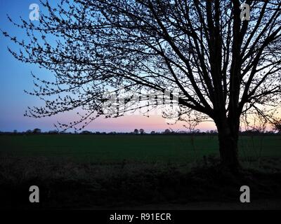 Silhouette der Baum bei Sonnenuntergang im Frühjahr mit einem blauen Himmel und ein rosa Leuchten Stockfoto