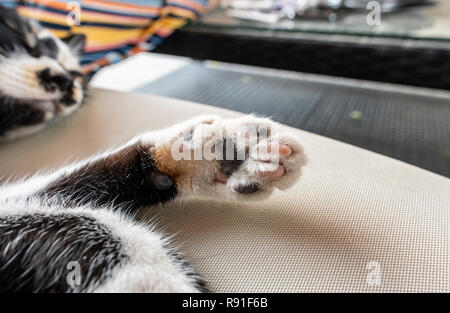 Cat Pfoten Nahaufnahme von einem bunten Katze schlafend auf der Couch Stockfoto