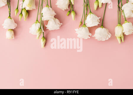 Blick von oben auf die weiß blühende Rosen auf Pastell rosa Hintergrund platziert. Stockfoto